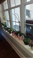 Orchid plants arranged on window ledge showing some with flowers and others with stalks supported by stakes