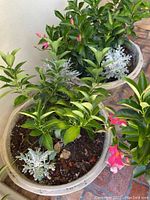 Top view showing the two large white pottery planters each with green leafy plants, pink flowers, and dusty miller foliage.