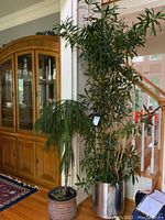 Two live plants positioned next to wood cabinet and stairs: Norfolk pine in wicker basket on the left and ficus with broad leaves in tall silver plastic pot on the right.