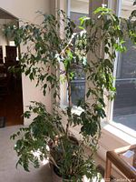 Live Ficus tree near window with green leaves and thin trunk, potted in a round 15-inch pot with decorative stones.