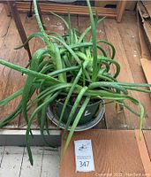 Alive aloe plant with long, slender green and white spotted leaves in a green plastic pot on a wooden floor.