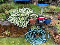 Blue metal bird bath on iron base, assorted plant pots on mossy stone ledge, and green garden hose coiled on lawn