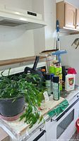 Photo showing Christmas cactus plant with green segmented leaves and moss and bug repellent spray cans, dustpan, and mop on kitchen counter.
