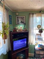 Hanging plants displayed indoors near windows and a television stand to show placement and lighting.