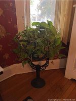 Full front view of the green trailing plant in floral ceramic pot on the black metal stand near window.