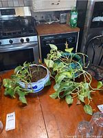 Two indoor plants on a wooden table in front of kitchen appliances, one in a white ceramic pot with blue floral design, the other in a blue ceramic pot inside a black metal hanging basket, with visible trailing green leaves.
