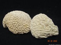 Pair of natural brain coral fossils on a black background showing general size and pattern detail