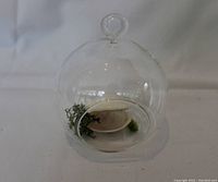 Glass spherical air plant planter with circular side opening, containing decorative moss and shells, photographed on a plain backdrop.
