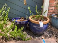 Photo showing two ceramic planters placed outdoors on soil with dried plants inside.