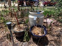 Overview photo showing three ceramic planters of different sizes and colors outdoors with dried plants inside, including two metal garden stakes in the largest planter.