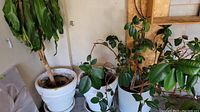 Three large white planters grouped together; two contain live plants with various foliage, one appears empty or minimally planted.