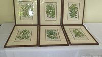 Six framed vintage botanical prints by Ann Pratt displayed on a white surface, some frames showing minor surface scratches.