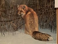 Close-up image displaying the red fox detail in the print with textured fur, snowy ground, and natural background details.