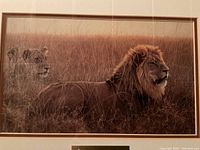 Front view of framed Robert Bateman print showing male lion and lioness in grass, warm earthy tones.