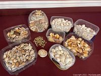 Wide view showing multiple containers holding a variety of seashells including conch mix, white murex cancellaria, fishbowl shell art, and other shells in clear plastic boxes and a glass fishbowl.