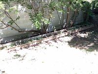 Full view of the 26 ft aluminum extension ladder laid out on the ground next to a garden area showing its full length.