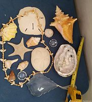Top-down photo of assorted shells and crystals on a navy blue cloth surface with measuring tape for scale