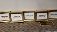 Five framed fish prints displayed on carpet floor, gold tone frames, all lined up side by side.