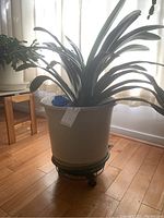 Live clivia plant in cream-colored pot on green wheeled stand by window.