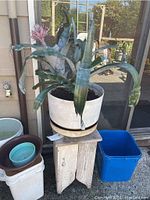 Full image of the live Bromeliad plant in white pot placed on the wooden stand outside a house.