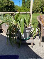 Green plant with long arching leaves in gray plastic pot on rolling wooden stand outdoors near wicker chair.