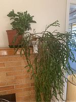 Photo showing a cascading trailing plant with long thin green leaves placed on a ledge next to another potted plant.