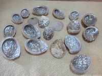 Full collection showing multiple abalone shells, some barnacle encrusted, and sand dollars on a beige fabric.