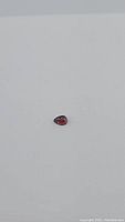 Single pear-shaped cabochon cherry red garnet gemstone on plain white background