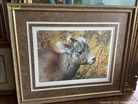Framed limited edition print showing young bighorn sheep against nature background, with a prominent white matte and gold frame.