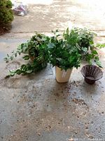 Photo showing three pots of artificial greenery with variegated leaves including one beige pail and two woven baskets, with leafy vines flowing out.