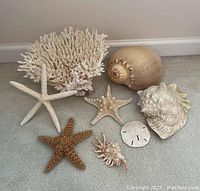 Photo showing a collection of beach themed shells including coral, starfish, sand dollar and assorted sea shells in natural colors and varied textures on a floor.