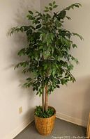 Full view of an artificial ficus tree approximately 80 inches tall, placed in a corner beside a wall, with green leaves and natural colored trunk in a woven wicker basket.