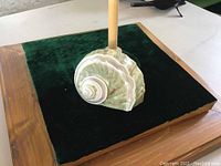 Front view of the mother of pearl conch shell showing spiral and shimmering colors.