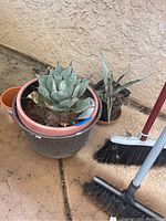 Group shot of four outdoor plants of various sizes in pots, placed on outdoor flooring, with broom and dustpan nearby.