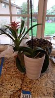 Orchid plant in white pot and red bromeliad plant in glass vase on kitchen counter with window background