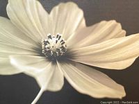 Close-up of the white floral design on dark background showing petal and stamen detail.