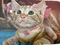 Close-up of a color postcard featuring an orange tabby cat with large green eyes and a pink ribbon around its neck.