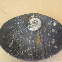 Top-view image of dark gray fossil stone oval bowl showing spiral fossil embedded on the rim and natural fossil imprint patterns
