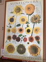 Framed detailed sunflower art print with botanical illustrations and descriptions visible