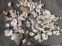 Wide view showing hundreds of various shells and coral pieces spread on a surface.