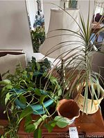 Photo of live plants in various ceramic and plastic planters along with the metal lamp with shade in background.