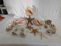 Overview of all 19 pieces including two large Queen conch shells, starfish, and various coral pieces arranged on a white surface.