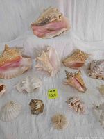 Photo showing all 18 seashells and coral pieces spread on white surface with a yellow lot number 120 card.