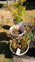 Maple leaf trees in different sized pots with some showing autumn foliage color changes. Included unoccupied pots of various sizes.