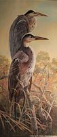 Print showing two herons in a natural wetland setting, matted and detailed.