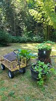 Photo of a yellow metal rolling cart alongside three black plastic pots filled with green leafy vegetable plants, positioned outdoors on grass near trees.