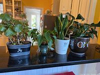 Four potted plants arranged on a black countertop: Begonia in black metal pot, Philodendron in glass container, Snake Plant in white pot, and a larger leafy plant in a dark ceramic pot.