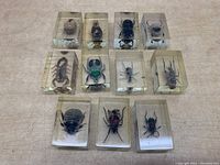 Overview of all 11 resin blocks with preserved insects
