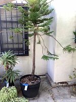 Tall plant with long trunk and needle-like leaves in black pot next to a window and wall.