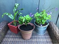 Side view of three live plants: Peace Lily in red square pot, Kalanchoe in terracotta pot, Streptocarpella in galvanized metal bucket on a brown woven surface.
